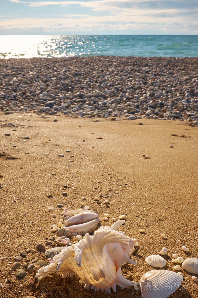 沙滩上的海螺壳