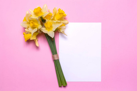 一束水仙花和一张白色的纸在粉红色的背景。春天黄色的花朵。具有文本空间的纸张。平面设计, 顶部视图