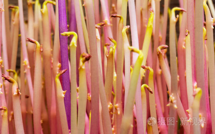 粉芽发芽马铃薯宏图