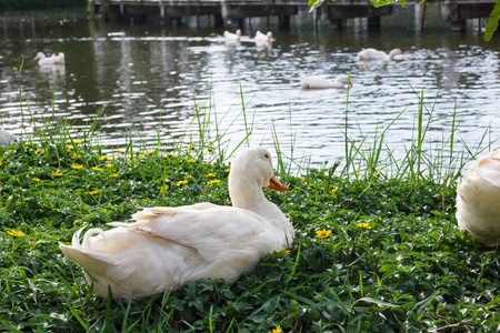 鸭子坐在草地上