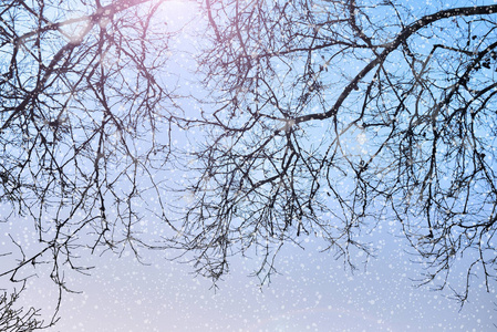 冬季自然背景与树木和雪的剪影图片