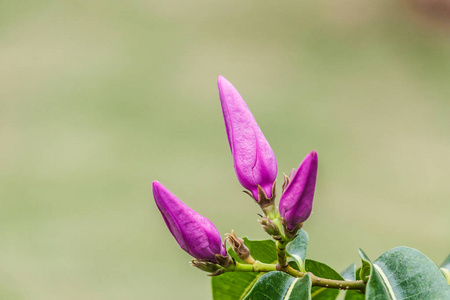 紫花叶
