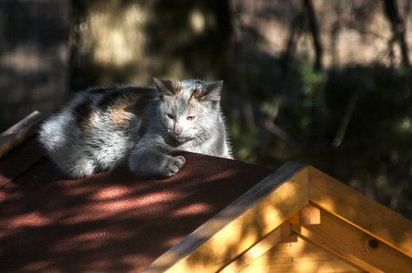 一只年轻的母灰猫躺在树影里的木屋里