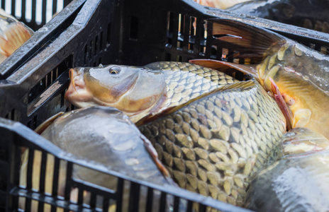 市场上的鱼图片