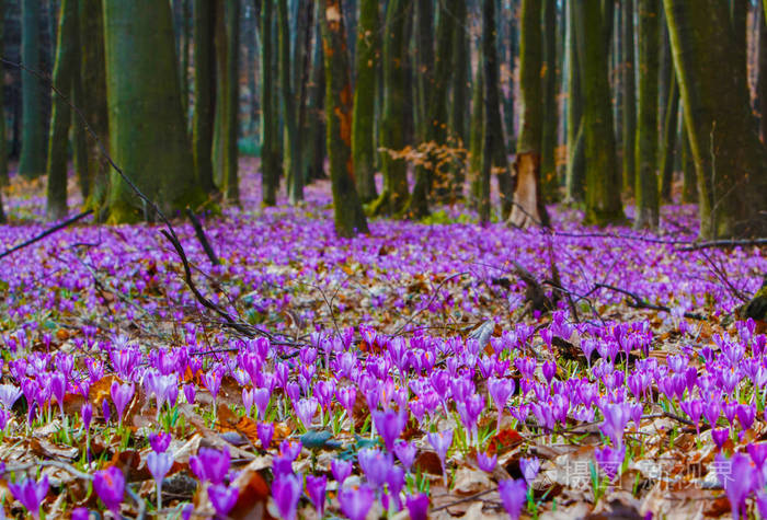 番红花番红花在乌克兰喀尔巴阡山脉的森林中盛开