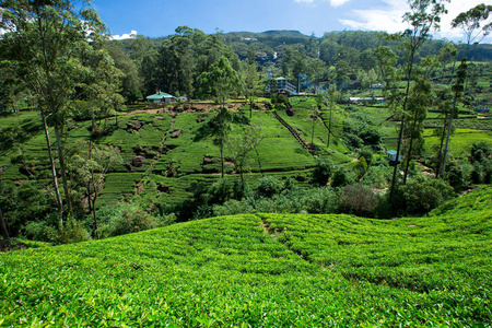 茶园。 自然背景