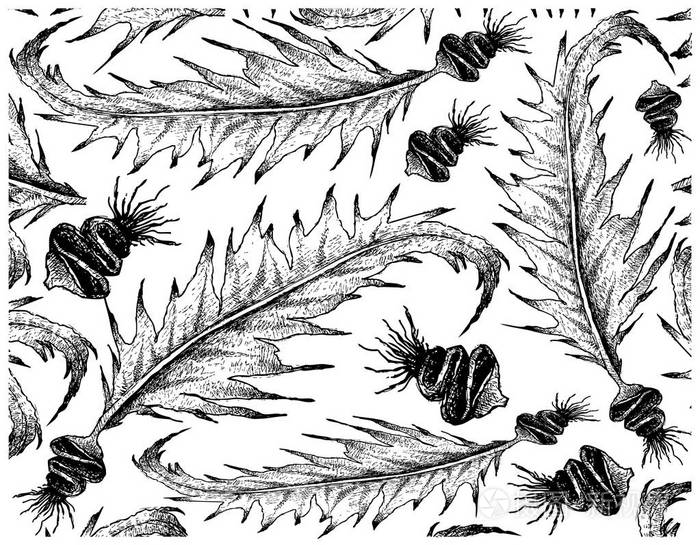 白色背景裙带菜海藻的手绘插画-正版商用图片110j8q-摄图新视界
