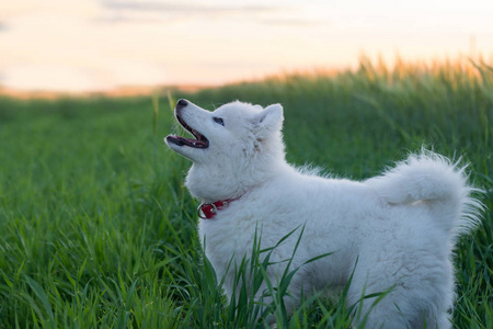 绿色草地上的一只白色哈士奇狗小狗