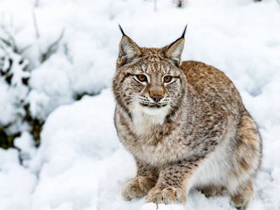 欧亚猞猁, 猞猁 lynnx, 坐在雪地里