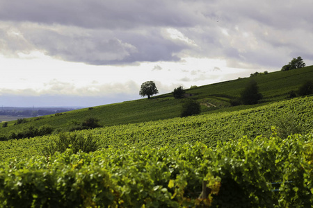 风景如画的法国阿尔萨斯地区，其著名的葡萄园位于沃什山脉的山坡上