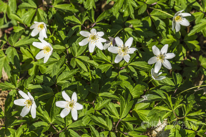 在草地上有白色花朵的花朵