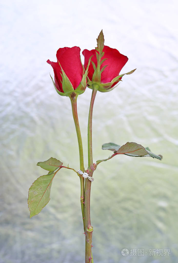 两朵红玫瑰花两个结婚戒指在箔背景上