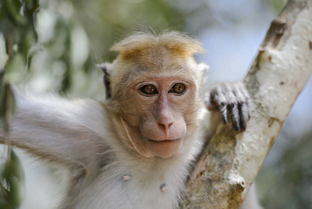 斯里兰卡猕猴休闲画像
