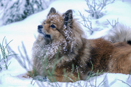 和狗一起在冬天的树林里散步
