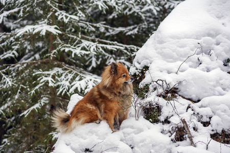 走在冬天的树林里与斯皮茨的狗