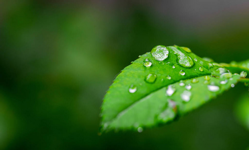 雨点落在树叶特写上照片