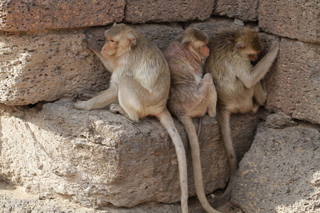 石材高温烧厂家猴子一家人坐在石砖上,躲避阳光的高温,夏天,坦率的
