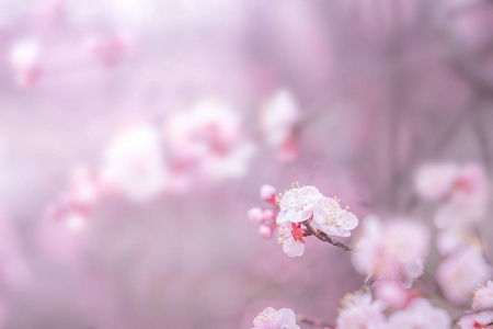 春季樱花为背景或复制空间文本