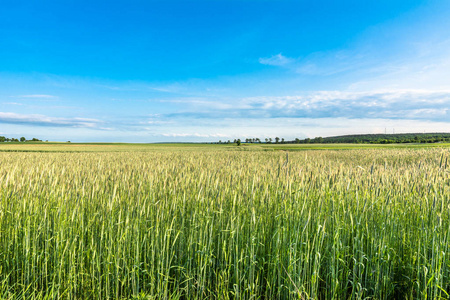 春暖花开的绿田,有谷类作物的乡村景观照片