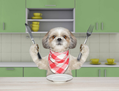 饥饿的狗狗与刀叉晚餐坐在餐桌上的厨房