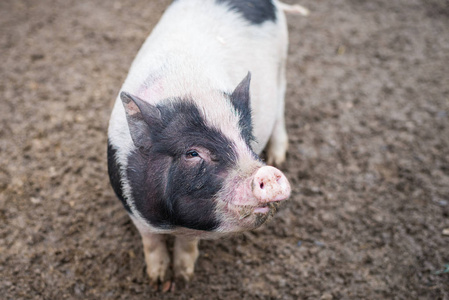 大斑点猪看框架照片