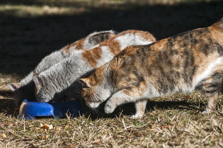 三只流浪猫在阳光明媚的冬日一起喂养草地