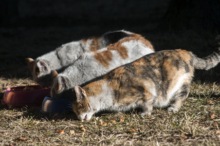 三只流浪猫在阳光明媚的冬日一起喂养草地