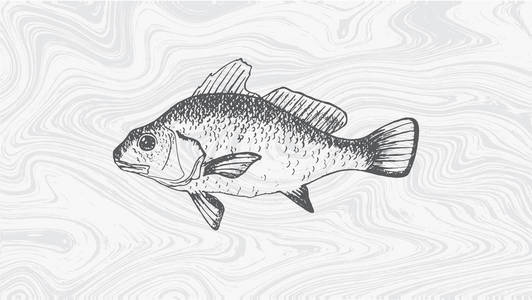 美丽的手绘插图，老式鱼