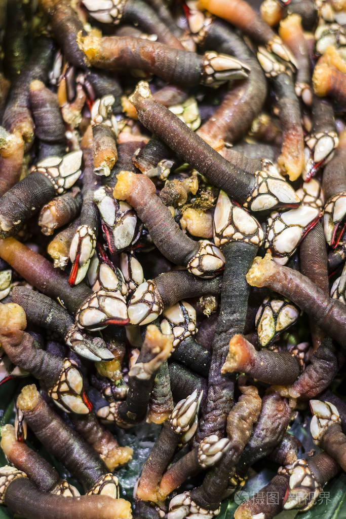 percebes鹅藤壶不寻常珍品在港展出