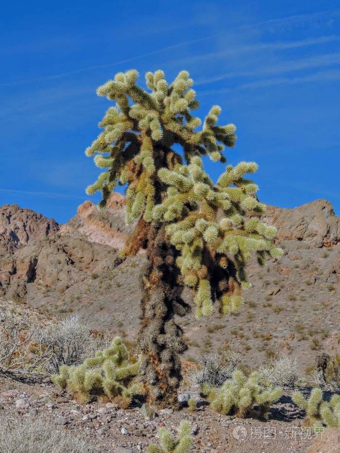 花冠跳跃仙人掌圆筒状花序 跳跃花冠 也称为悬链花冠 是一个花冠仙人掌 原产于索诺拉和美国西南部 照片 正版商用图片l 摄图新视界