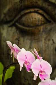 粉红色的蝴蝶兰花, 在一个热带花园与佛陀的脸上的背景。花卉和精神背景