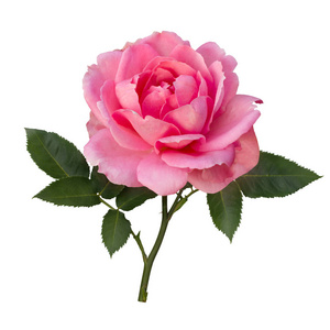 微妙的粉红玫瑰