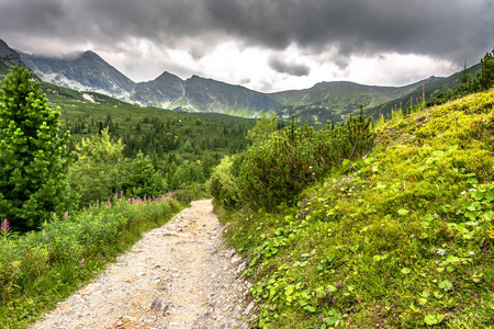 山上的山路在自然或小路之间的荒野松树和冷杉山, 绿色景观照片