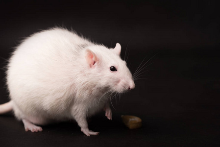大白鼠图片