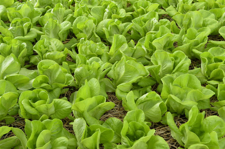 种植有机蔬菜农场作为背景