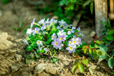春季白色紫罗兰盛开在地上