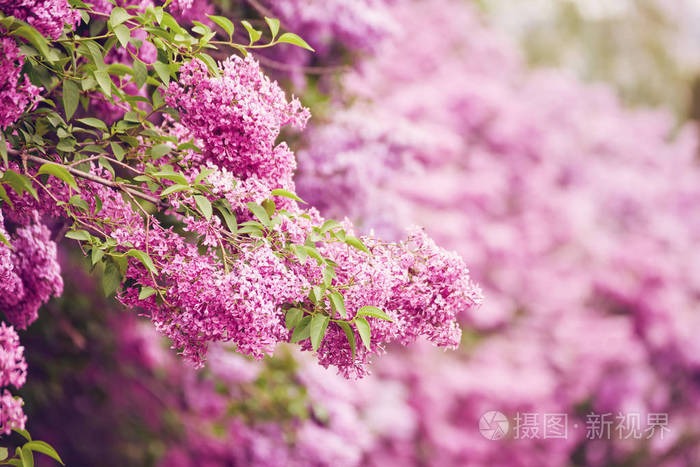 宏的白色的淡紫色花的照片