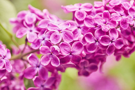 春天的花朵盛开的丁香花