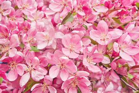 春季装饰红苹果树花开花