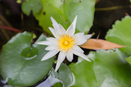 美丽的莲花白色莲花选择焦点模糊或模糊的软焦点莲花背景