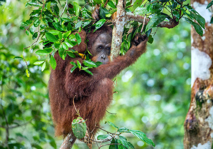 野生大自然中雨下树上的白龙猩猩。 在自然栖息地的树上的白龙潭中部pongopygmaeuswurmbii。 婆罗洲的热带雨林