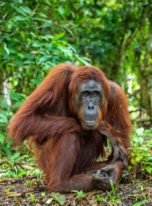 婆兰猩猩PongoPygmaeus的特写照片。 狂野的自然。 天然生境中的白龙潭中央PongoPygmaeusWurmbi