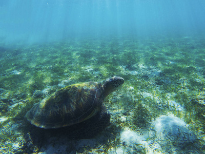 海龟在阳光的阴影下。 热带海滨水下照片。 海洋乌龟海底。 绿色海龟在自然环境中。 绿海龟在水下游泳。 热带海滨水生动物