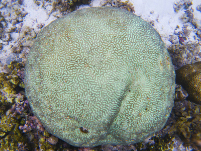 圆形珊瑚纹理。 热带海滨水下照片。 珊瑚礁动物。 温暖的海洋海岸自然。 珊瑚表面特写。 海底海洋生物观。 珊瑚礁景观。 浅水浮潜