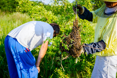 养蜂人移除树上的蜜蜂群