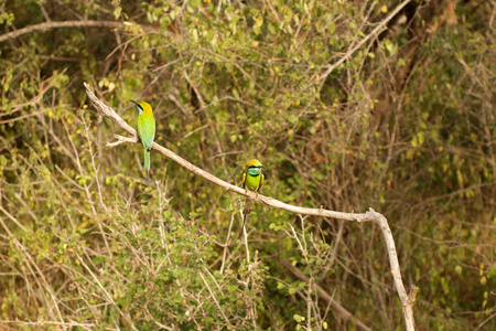斯里兰卡。 雅拉国家公园的狩猎。 树枝上有两只彩色鸟皮丘吉