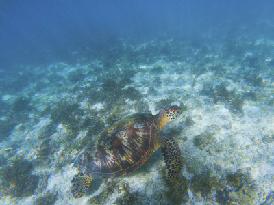热带海滨水下照片. 海洋乌龟海底. 海龟在自然环境中.