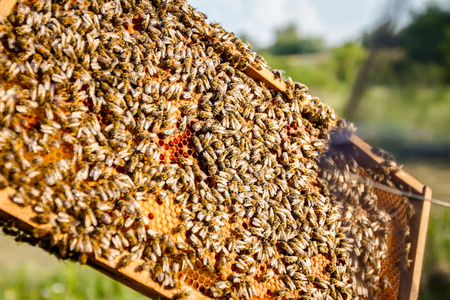 蜂巢上的蜜蜂, 靠近木框