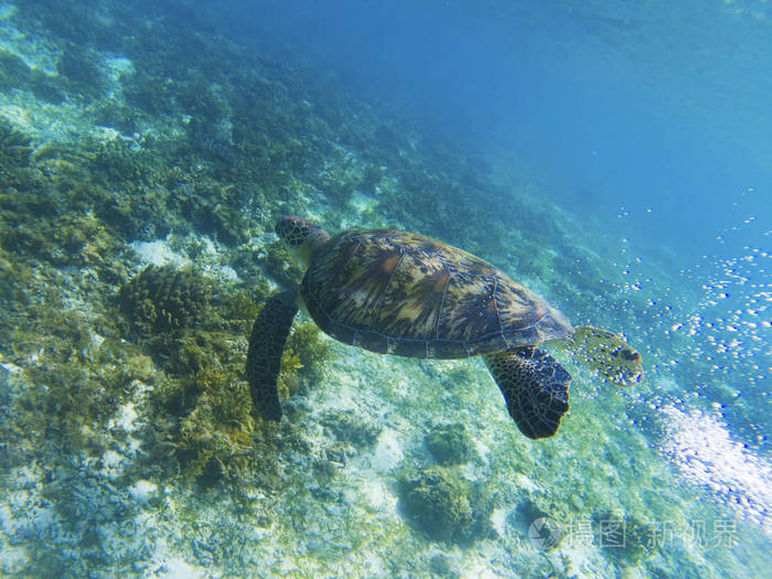热带海滨. 海洋动物肖像