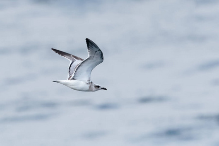 一只幼鸟或第一年地中海海鸥在海上飞行。